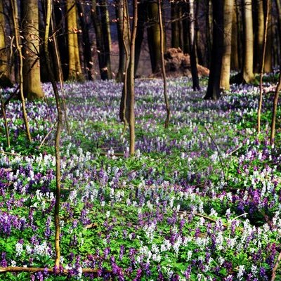 Lerchenspornblüte am Bärenkopf